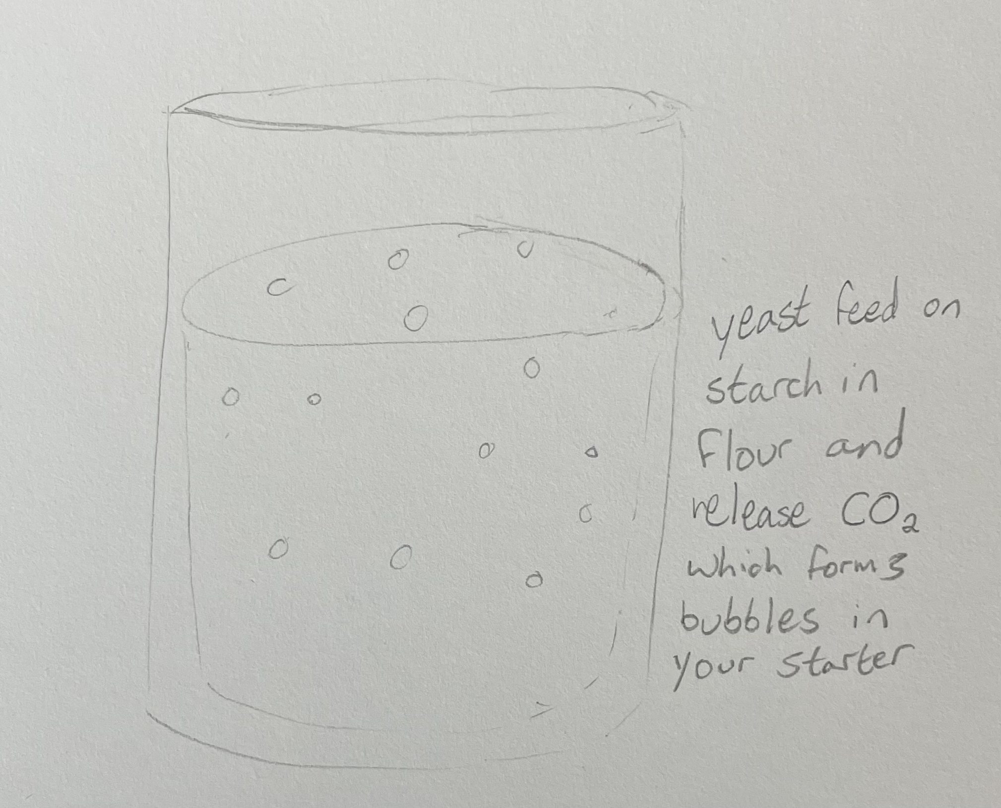 sketched diagram of yeast forming bubbles