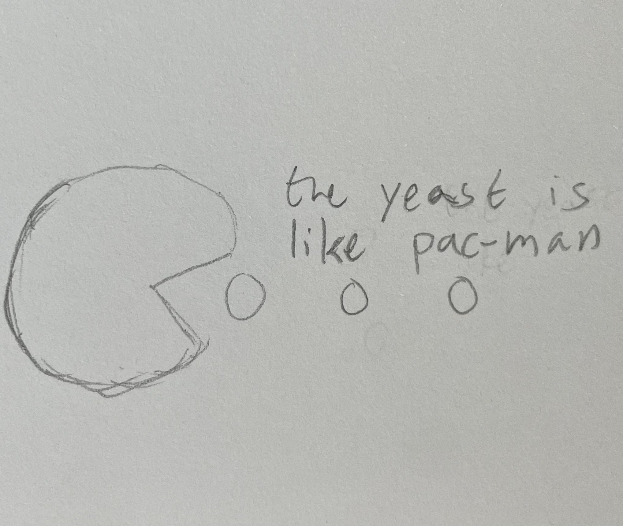 drawing of a yeast as a pac-man eating starch